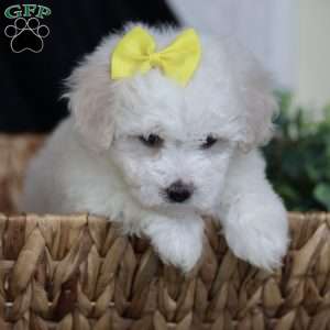 Gloria, Bichon Frise Puppy